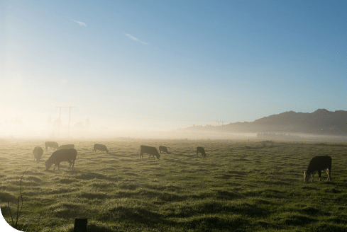 Mist rising off a farm paddock with cattle stock grazing