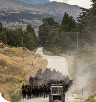 Farmer in a tractor shifting cattle on a dirt road