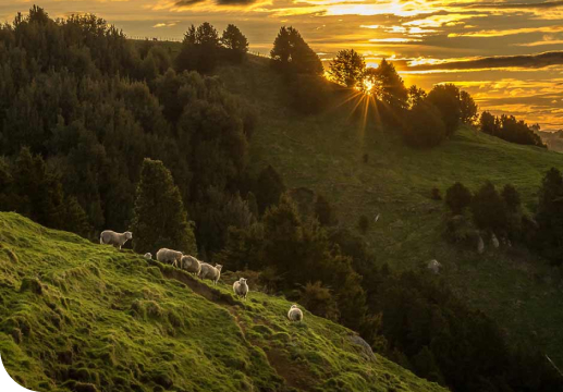 Sun setting over sheep & beef farm