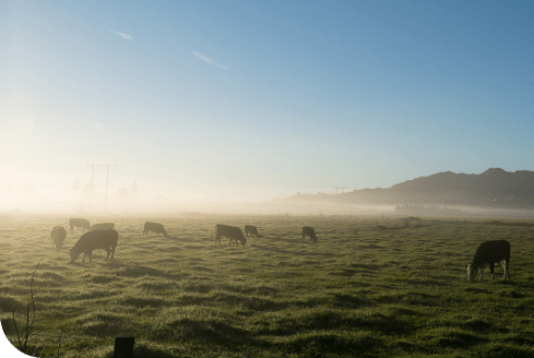 Mist rising off a farm paddock with cattle stock grazing